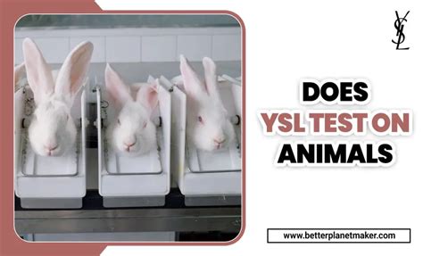 ysl testing on animals